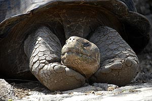 riesenschildkröte